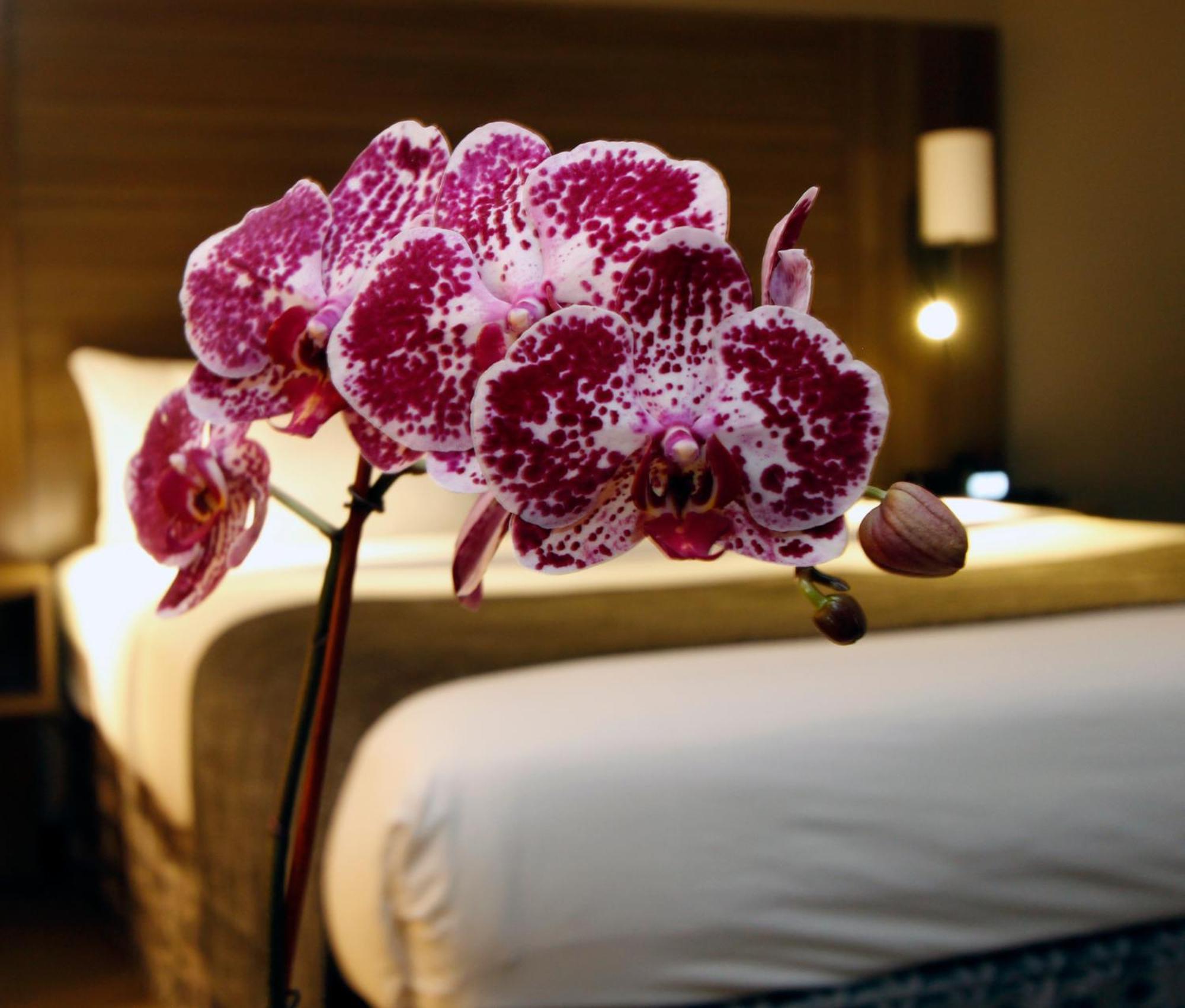 Hotel Executive & Oakland